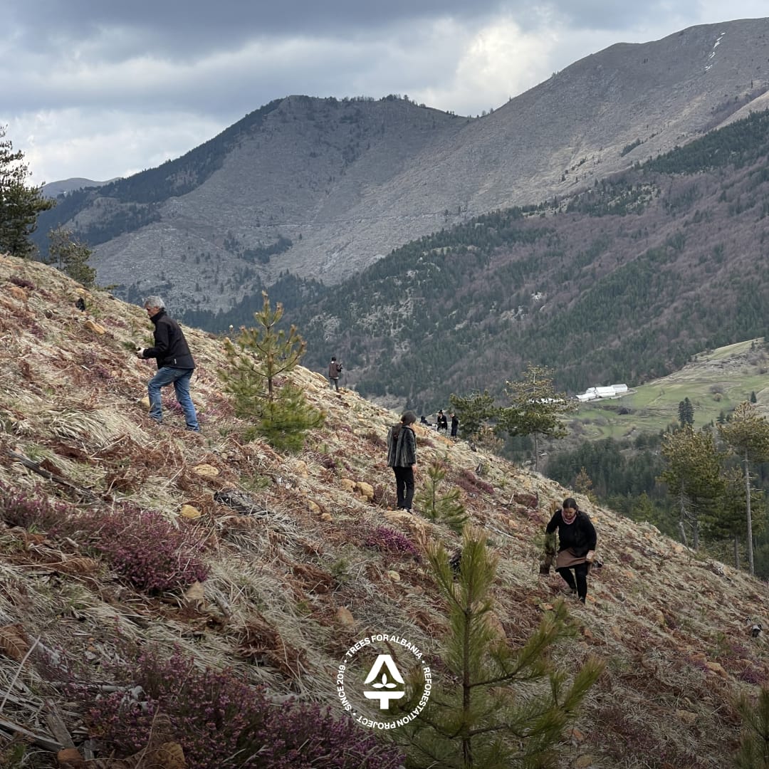2023 reforested area