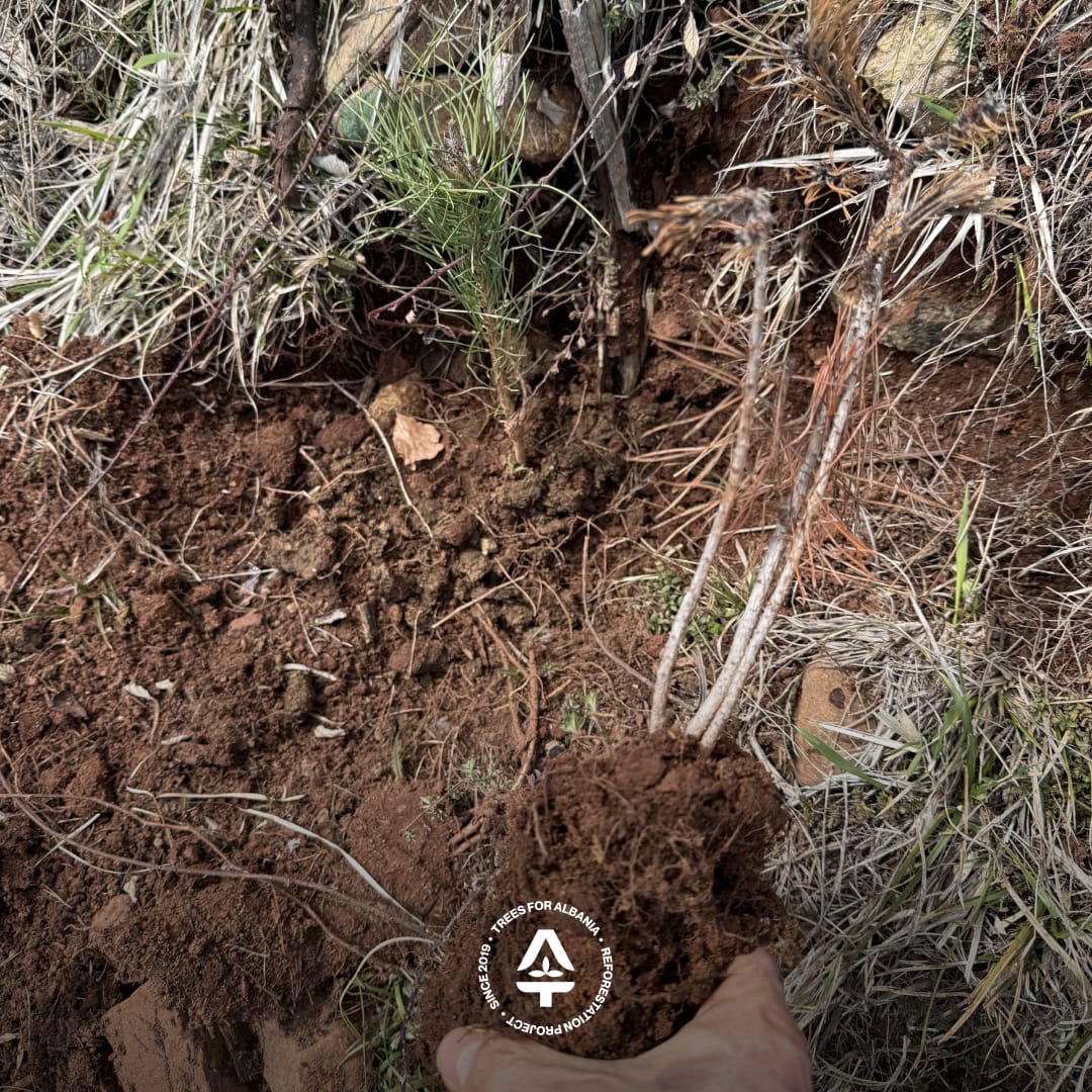 Dead Black pine sapling