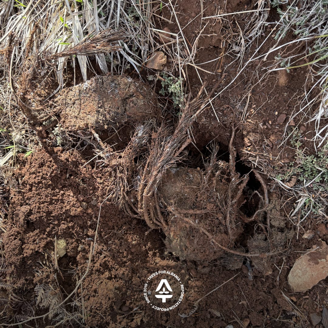 Poorly planted saplings by workers