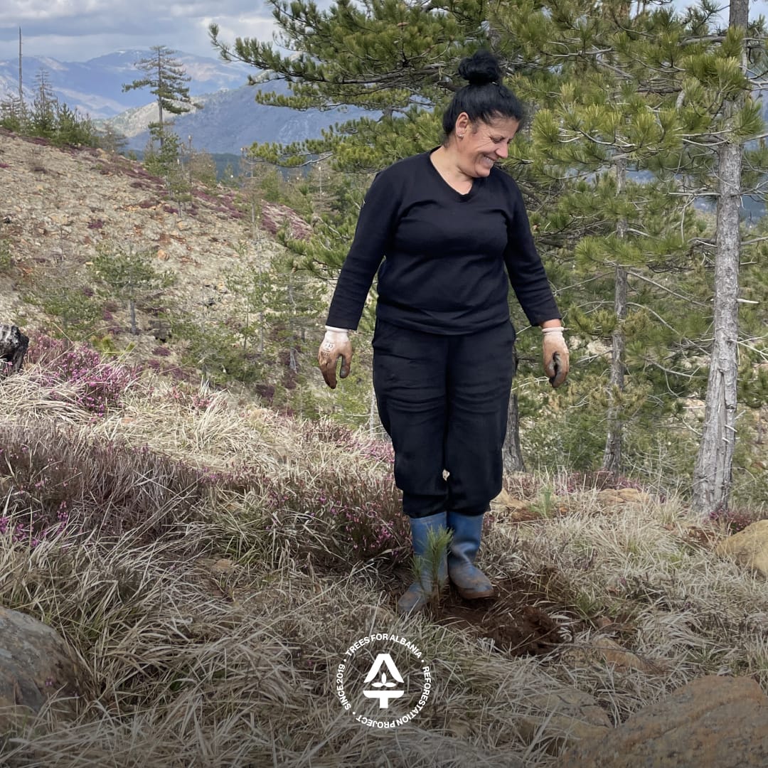 Alma replanting