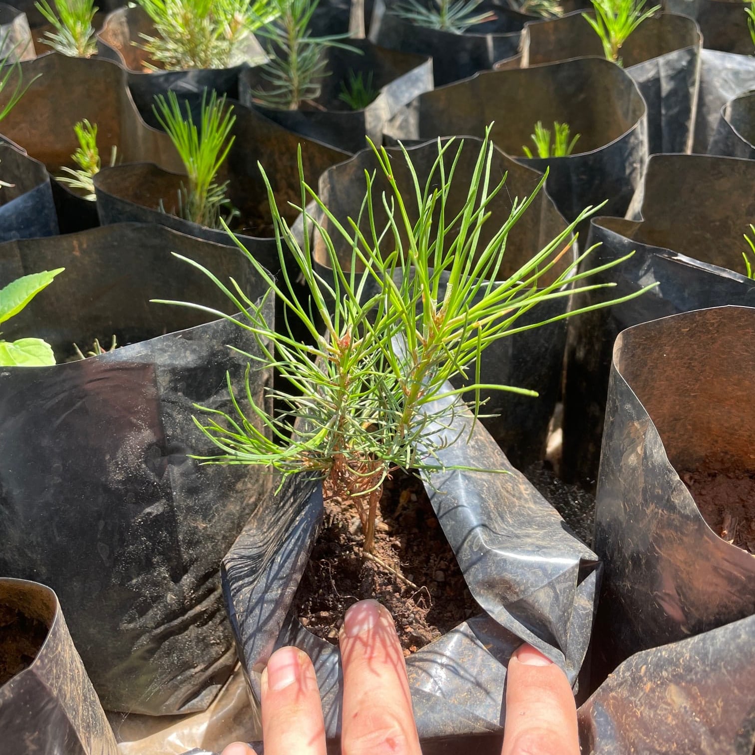 2023: 2-year Pinus nigra from our nursery to be planted