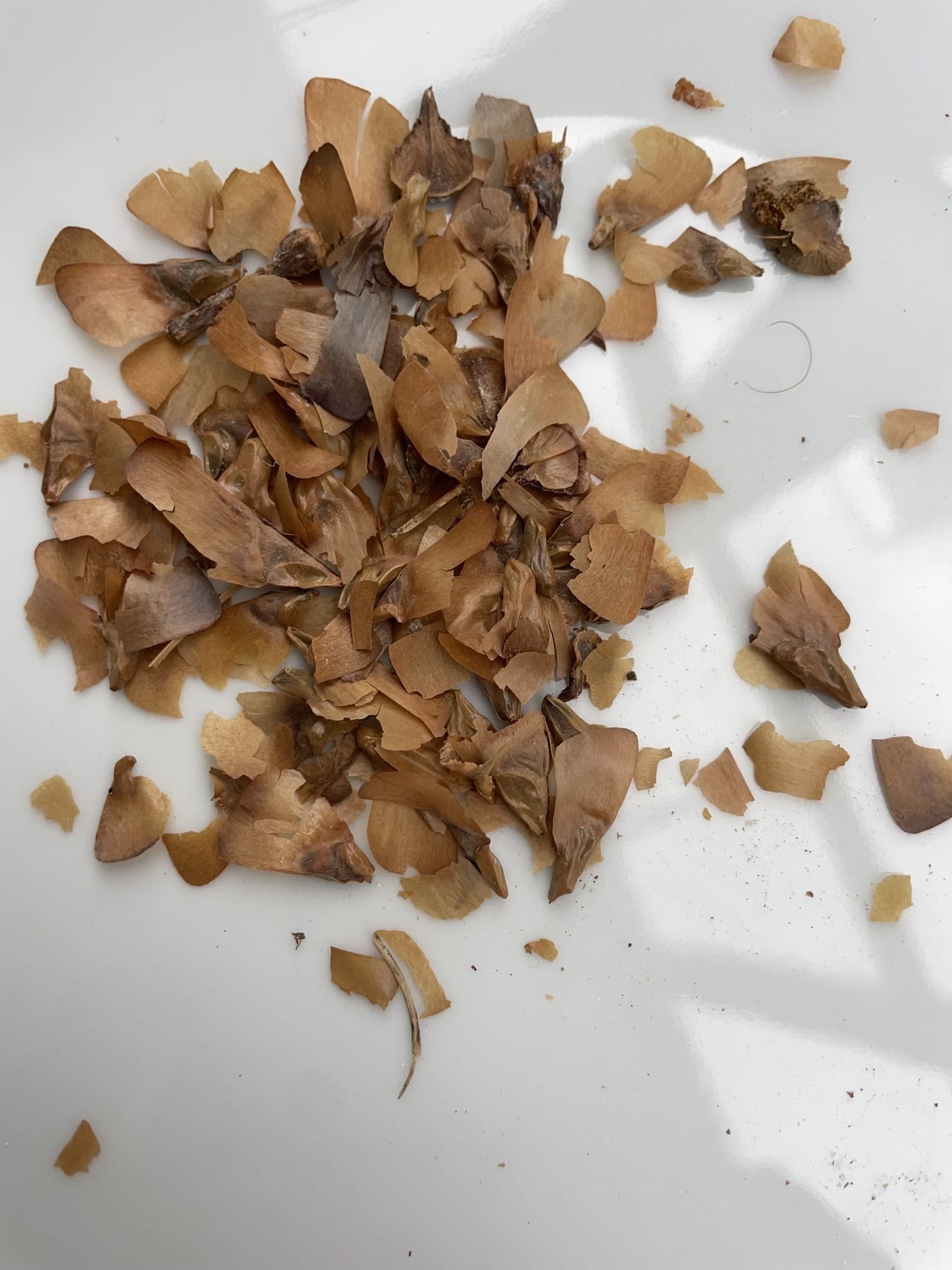 Abies alba seeds
