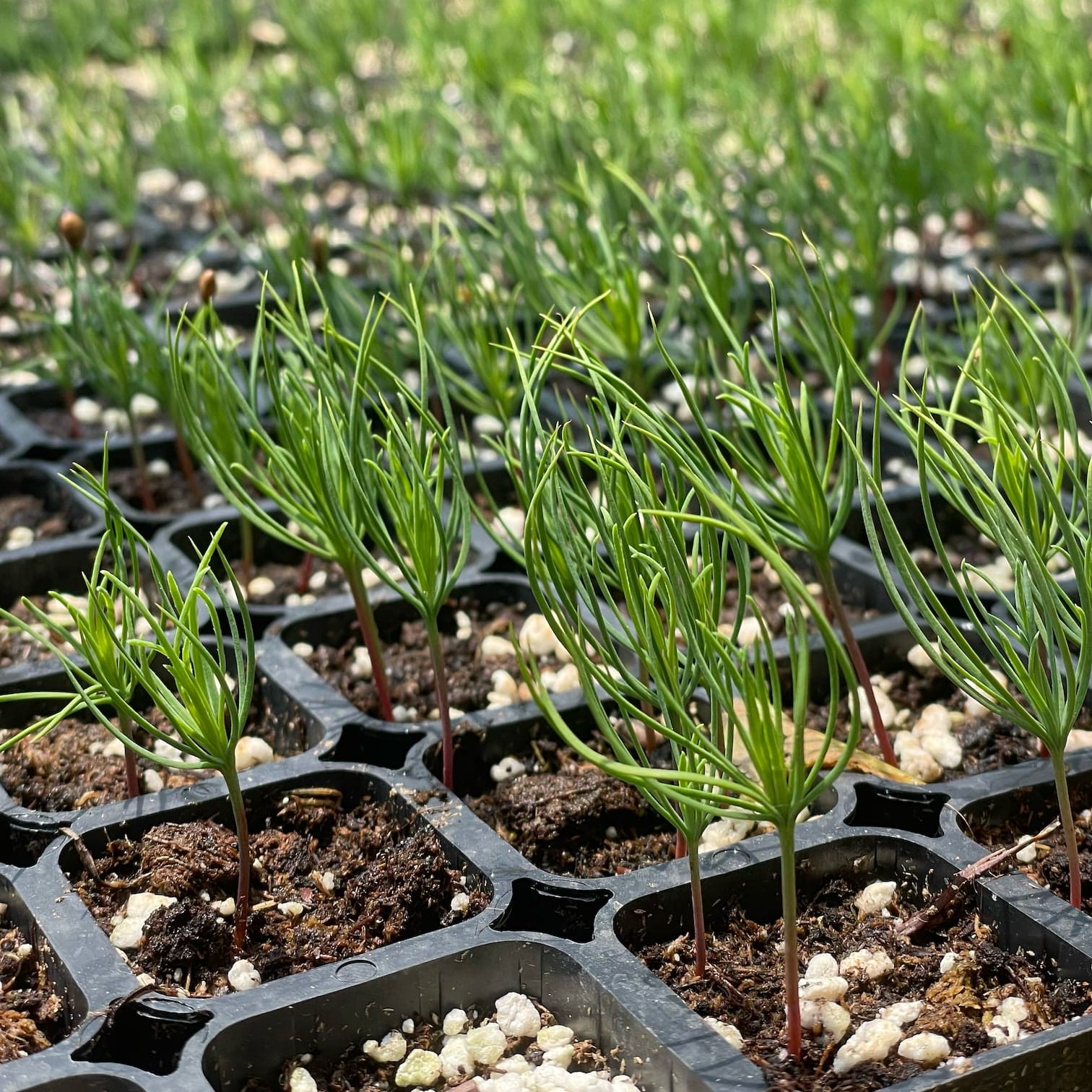 TREE NURSERY