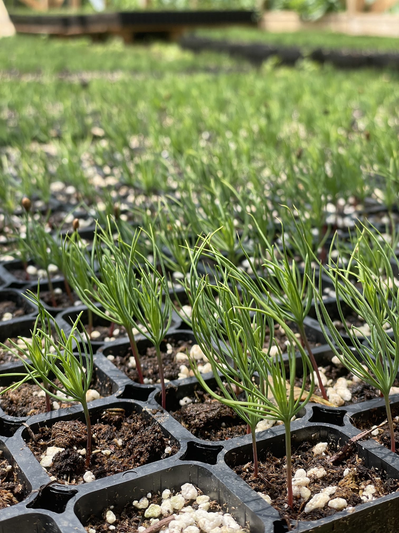 TREES FOR LURË: TREE NURSERY