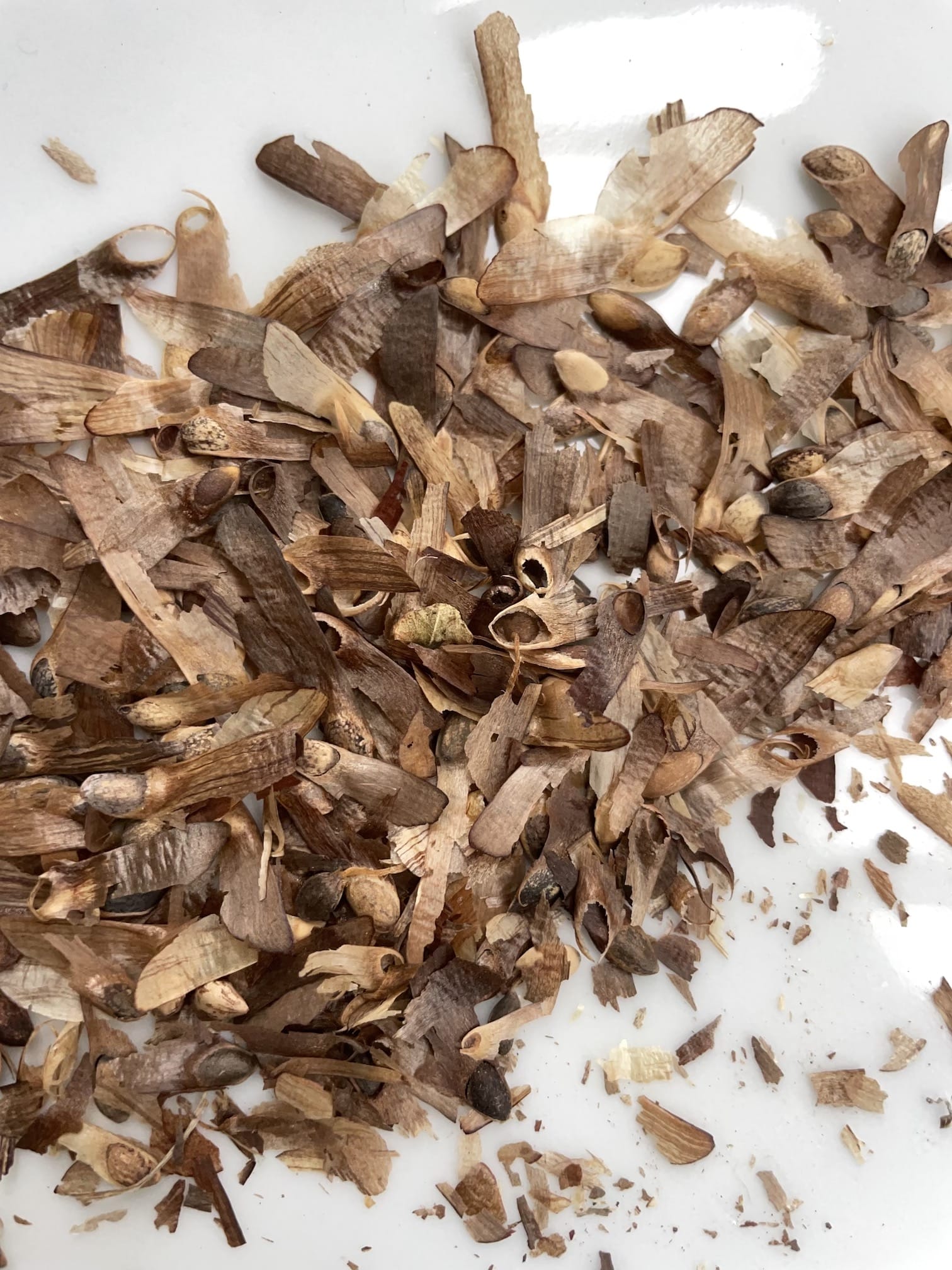 Pinus nigra seeds