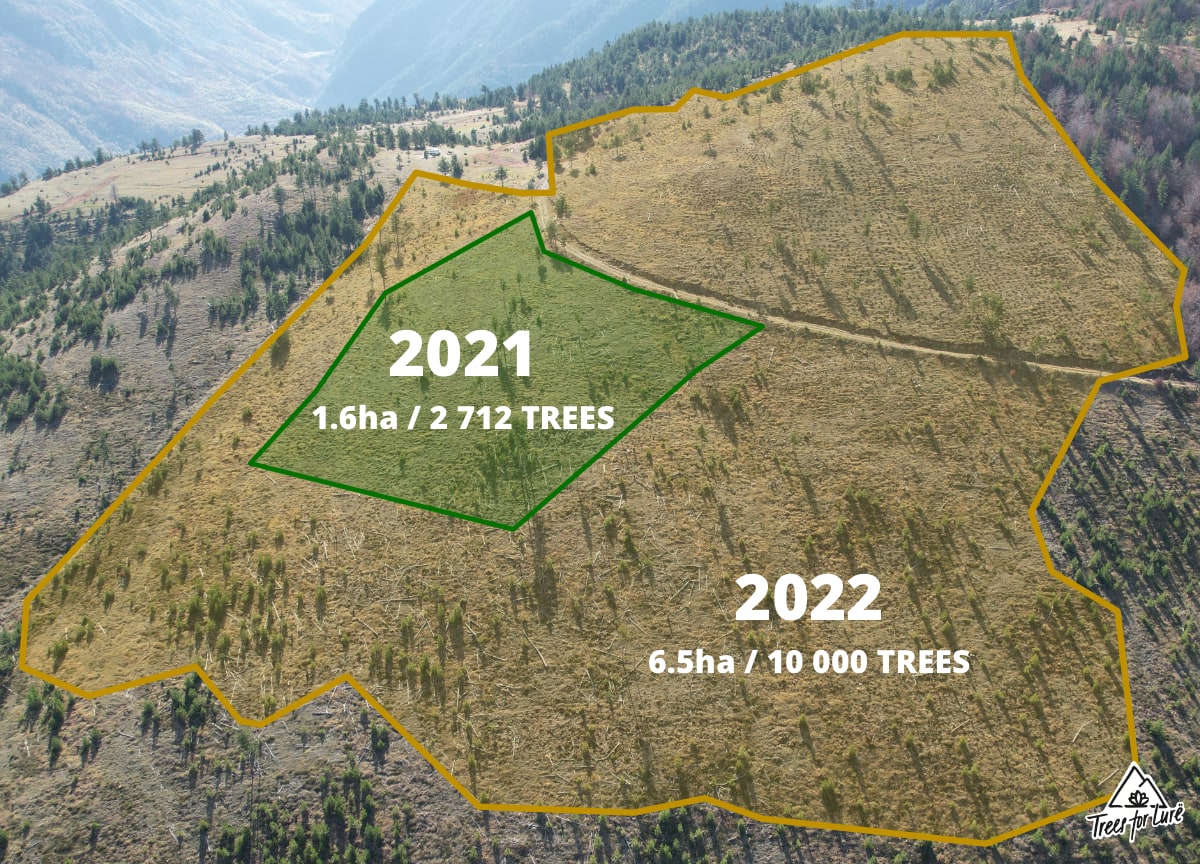 Planted 12 712 trees in 2021 & 2022
